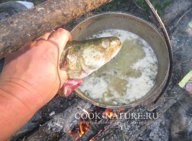 уха из хариуса